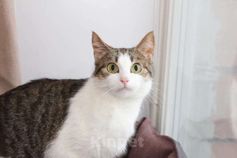 Кошки в Москве: КИКИ — нежная кошечка с глазами цвета весны 💚 Девочка, Бесплатно - фото 1