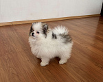 Собаки в Санкт-Петербурге: Эксклюзивный мальчик померанского шпица, Морис  Мальчик, 40 000 руб. - фото 4