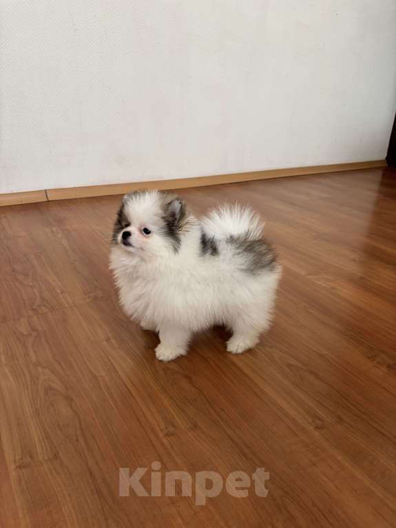 Собаки в Санкт-Петербурге: Эксклюзивный мальчик померанского шпица, Морис  Мальчик, 40 000 руб. - фото 4