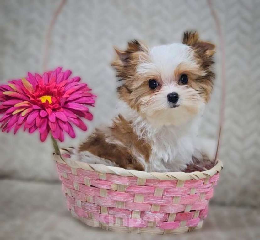 Собаки в Москве: Девочка супер мини Цветного Йорка Девочка, 120 000 руб. - фото 1