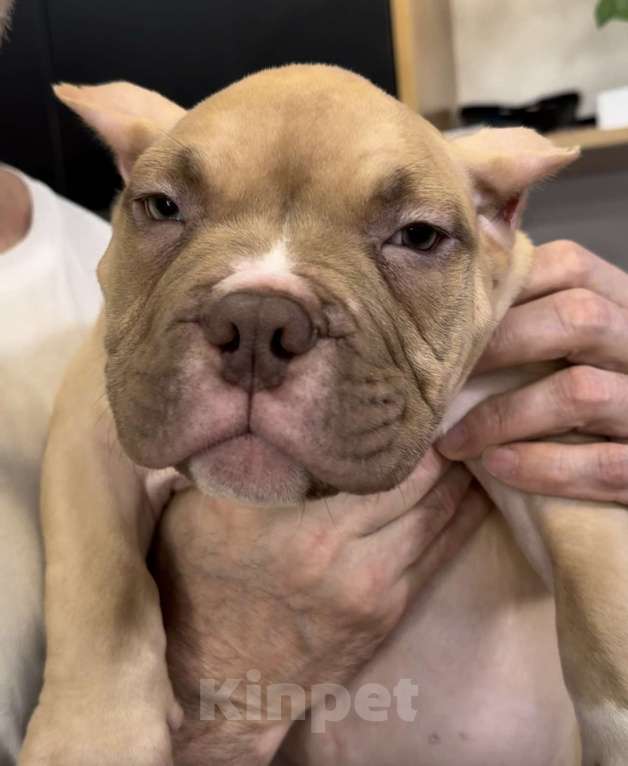 Собаки в Кирове: Американские булли Разнополые, 100 000 руб. - фото 9