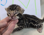 Кошки в Ростове-на-Дону: Бенгальский малыш Мальчик, 60 000 руб. - фото 4