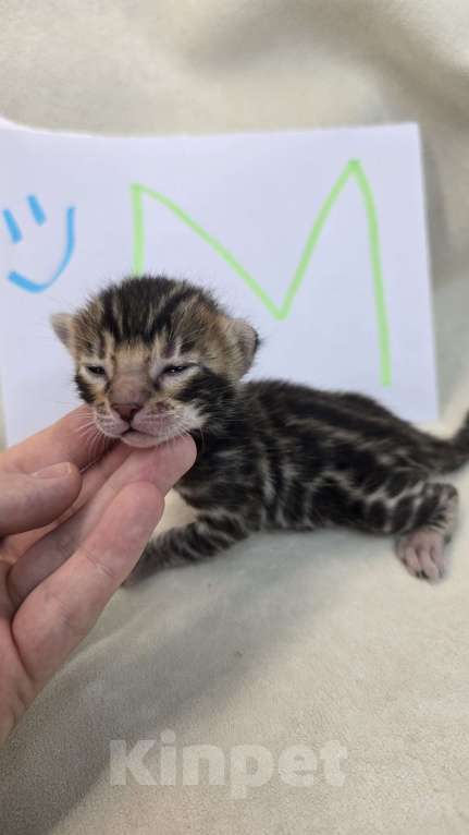 Кошки в Ростове-на-Дону: Бенгальский малыш Мальчик, 60 000 руб. - фото 4
