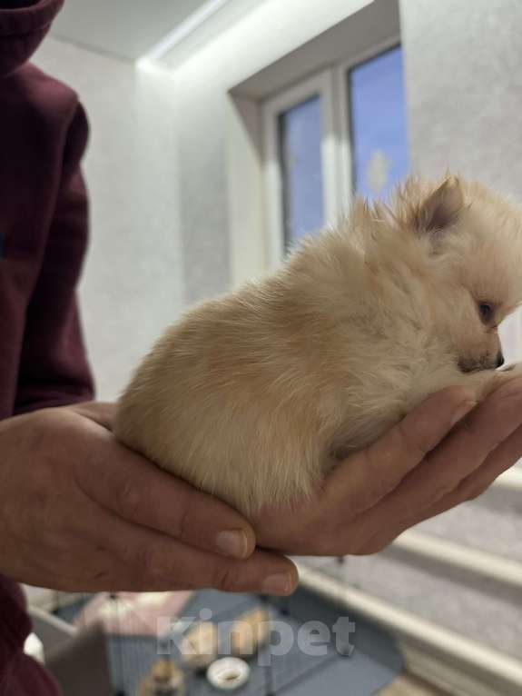 Собаки в других городах Краснодарского края: Замечательная девочка крем  Девочка, 35 000 руб. - фото 2