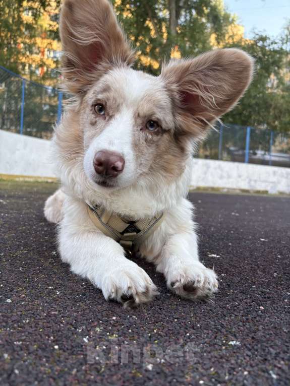 Собаки в Санкт-Петербурге: Щенок корги кардиган мраморный  Мальчик, 15 000 руб. - фото 6