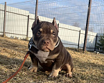 Собаки в Москве: Щенок американский булли Девочка, Бесплатно - фото 1