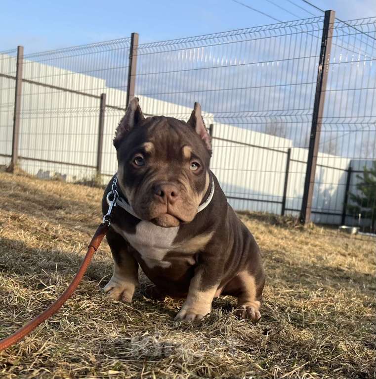 Собаки в Москве: Щенок американский булли Девочка, Бесплатно - фото 1