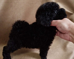 Собаки в Санкт-Петербурге: Той пудель щенок  Мальчик, 60 000 руб. - фото 2
