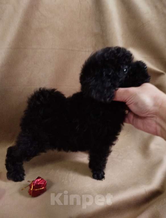 Собаки в Санкт-Петербурге: Той пудель щенок  Мальчик, 60 000 руб. - фото 2