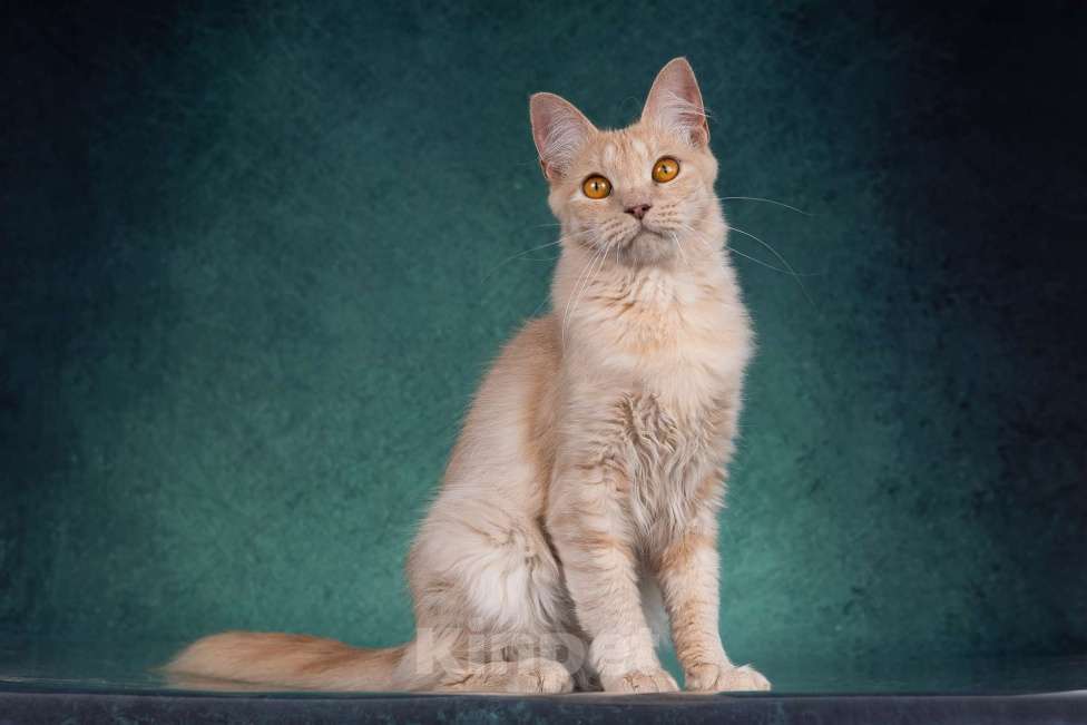 Кошки в Москве: Невероятно ласковая пушистая рыжая кошка Абигэль в дар Девочка, 1 руб. - фото 2