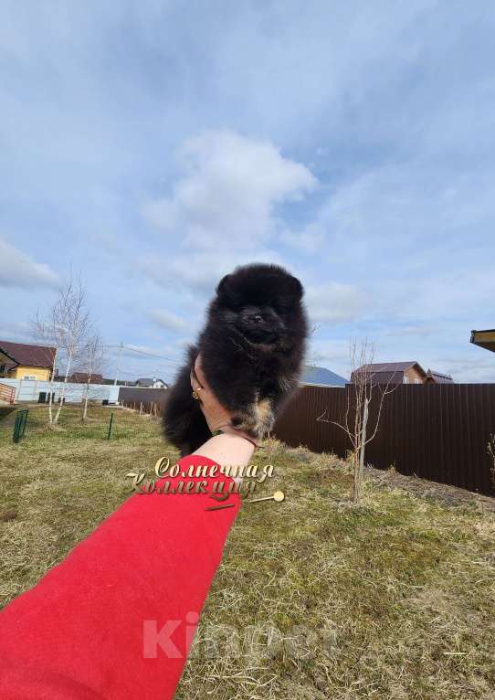 Собаки в Москве: Померанский шпиц из племенного питомника Мальчик, Бесплатно - фото 2