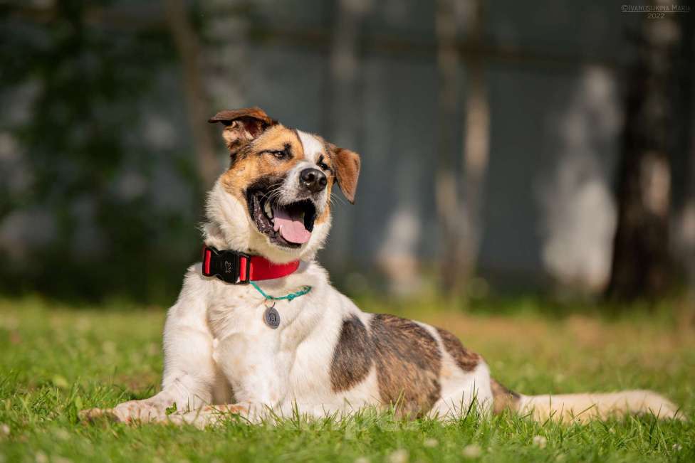 Собаки в Наро-Фоминске: Марио - самый добрый пес Мальчик, Бесплатно - фото 5