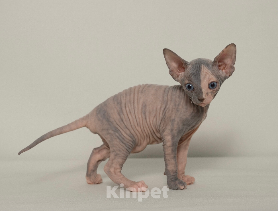 Кошки в Москве: Котенок девочка Девочка, Бесплатно - фото 4