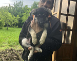 Собаки в других городах Краснодарского края: Продажа щенков ВЕО Мальчик, 20 000 руб. - фото 8