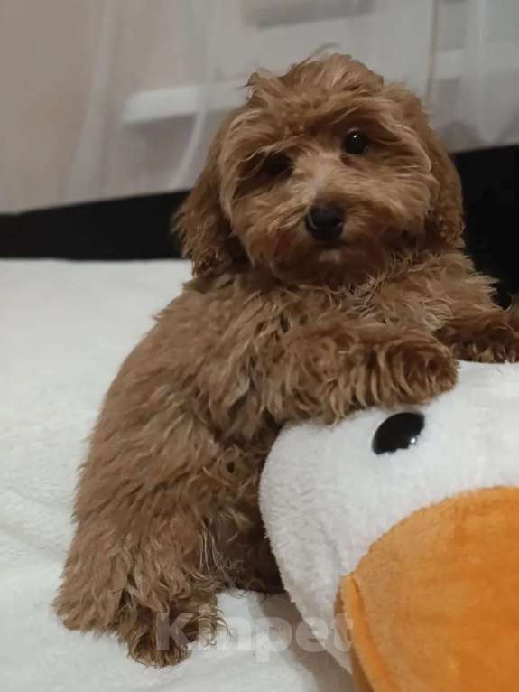 Собаки в Краснодаре: Щенки мальтипу Девочка, 35 000 руб. - фото 3