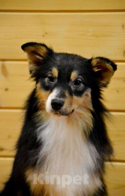 Собаки в Москве: Австралийская овчарка щенок  Девочка, 25 000 руб. - фото 3