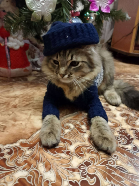 Кошки в Тамбове: Мотя ищет хозяина Мальчик, Бесплатно - фото 5