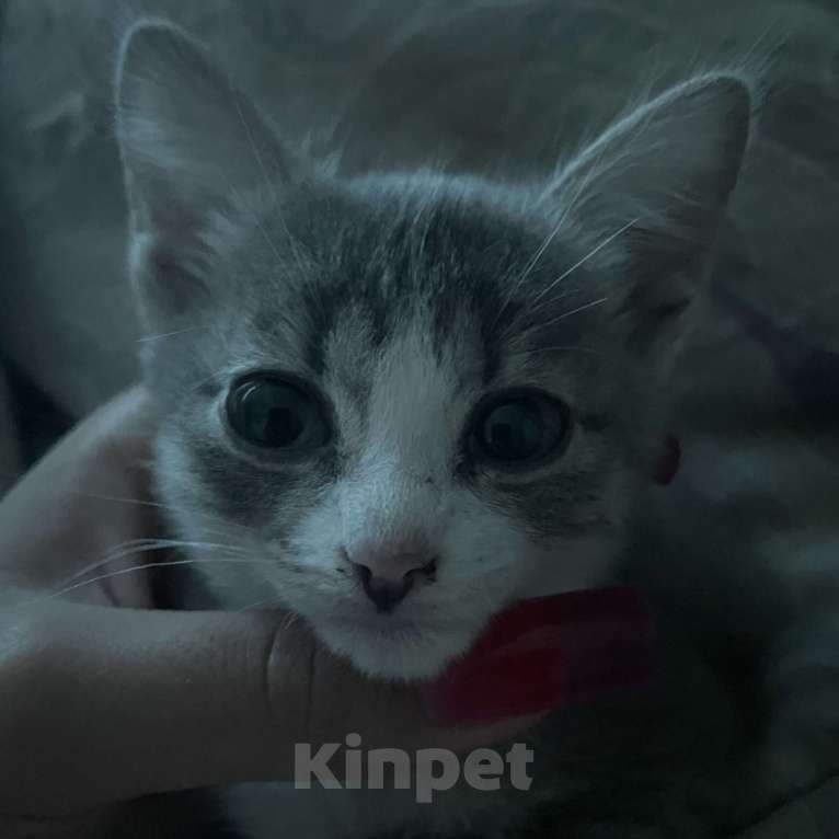 Кошки в Иркутске: отдаю даром Девочка, Бесплатно - фото 1