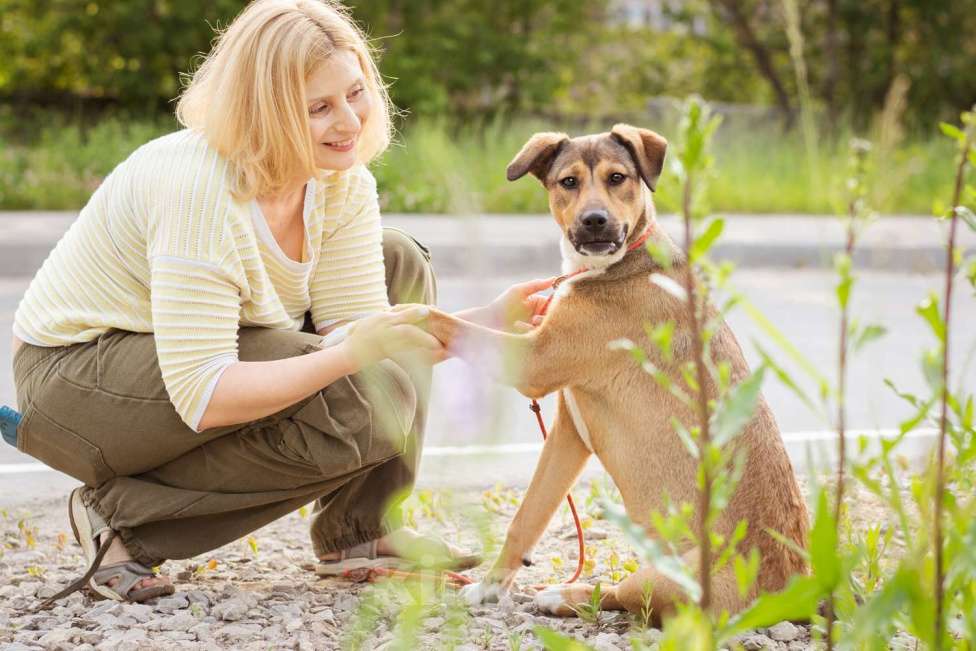 Собаки в Москве: Лакоста, небольшая молодая общительная ласковая девочка Девочка, Бесплатно - фото 7