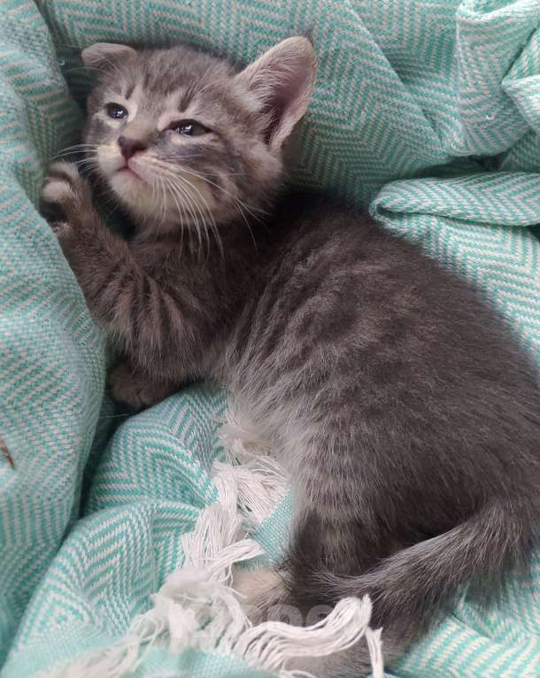 Кошки в Аксае: Серая дымчатая кошечка 2 мес Девочка, 1 руб. - фото 2