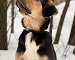 Собаки в Видном: Отдам в добрые руки  Мальчик, Бесплатно - фото 3