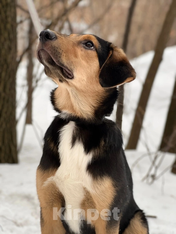 Собаки в Видном: Отдам в добрые руки  Мальчик, Бесплатно - фото 3