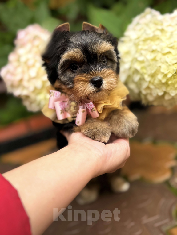 Собаки в Москве: Мини девочка Йорк Девочка, 50 000 руб. - фото 3