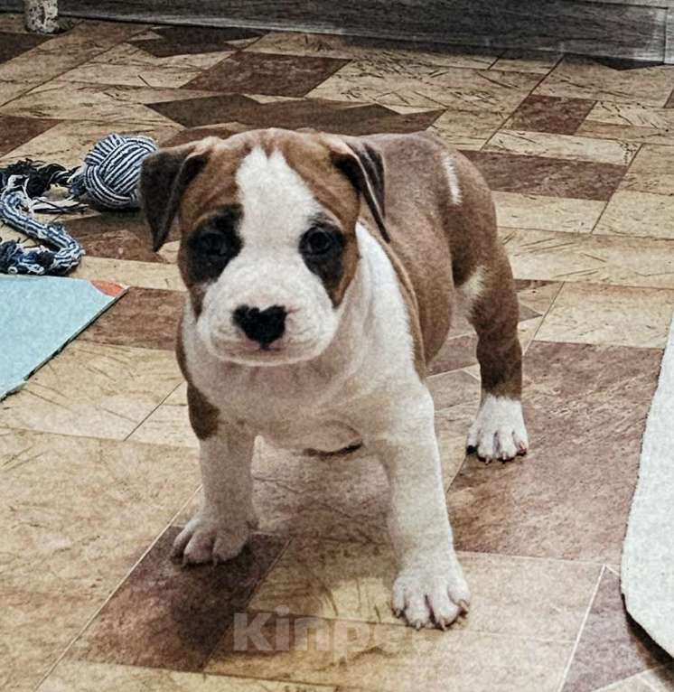 Собаки в Владивостоке: Амстафф девочка Девочка, 60 000 руб. - фото 1