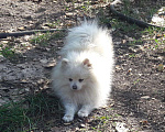 Собаки в Кореновске: Шпиц вязка, 5 000 руб. - фото 1