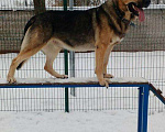 Собаки в Москве: Кобель ВЕО для вязки. Мальчик, 3 000 руб. - фото 4