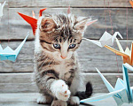 Кошки в Кстово: Котята большой выбор отдам, Бесплатно - фото 1