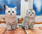 Кошки в Красноярске: Шотландские малютки, 10 000 руб. - фото 1