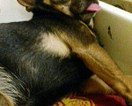 Собаки в Ангарске: Девственник для вязки, 500 руб. - фото 2