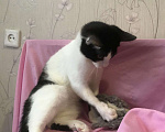 Кошки в Колпашево: Маленькая мурлыка, Бесплатно - фото 6