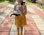 Кошки в Санкт-Петербурге: Две девочки ищут дом Девочка, 1 руб. - фото 1