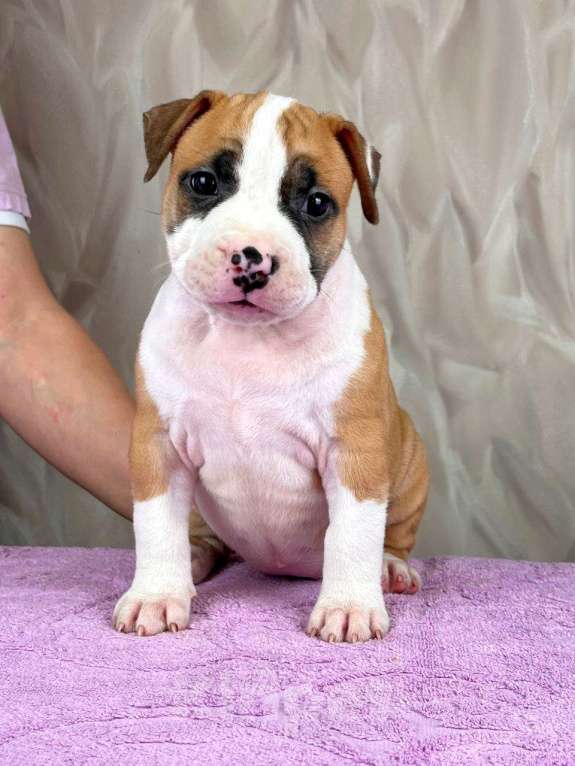 Собаки в Москве: Шикарная девочка амстаффа  Девочка, 80 000 руб. - фото 4