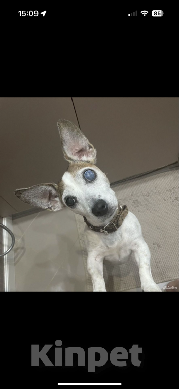 Собаки в Москве: Отдам в добрые руки джек-рассел-терьера, взрослая собака,девочка  Девочка, Бесплатно - фото 5