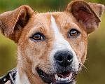 Собаки в Солнечногорске: Небольшая собачка в добрые руки Девочка, Бесплатно - фото 7