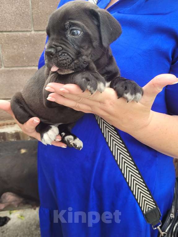 Собаки в Симферополе: B oжидании свoегo любящeго хозяина 🥰 Мальчик, 65 000 руб. - фото 3