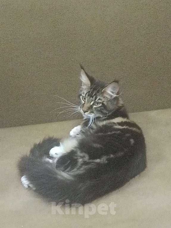 Кошки в Озерске:  Котята мейн- кун Мальчик, 45 000 руб. - фото 1