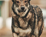 Собаки в Лосином-Петровском: Дарк валентинка в добрые руки Мальчик, Бесплатно - фото 6