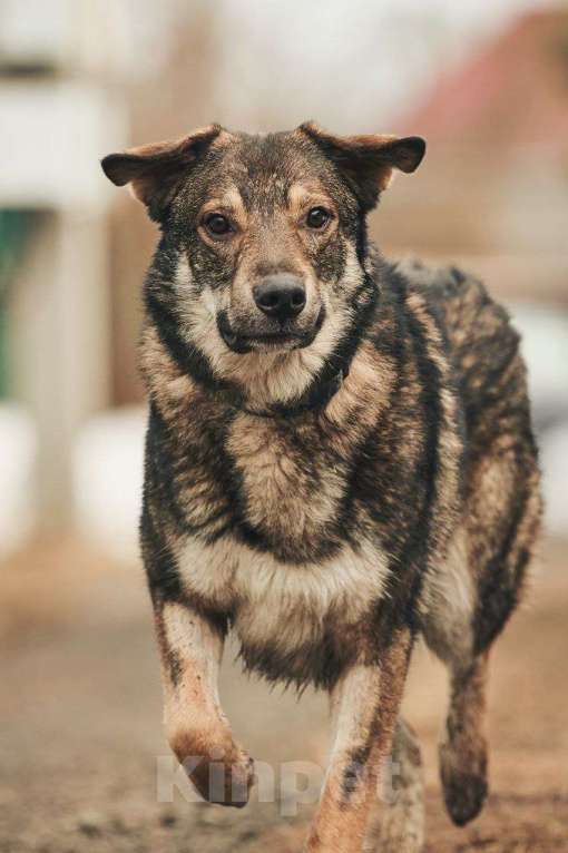 Собаки в Лосином-Петровском: Дарк валентинка в добрые руки Мальчик, Бесплатно - фото 6