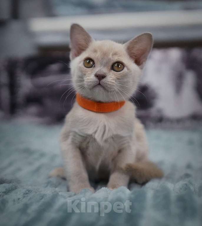 Кошки в Подольске: Котята Бурмы Разнополые, 70 000 руб. - фото 1