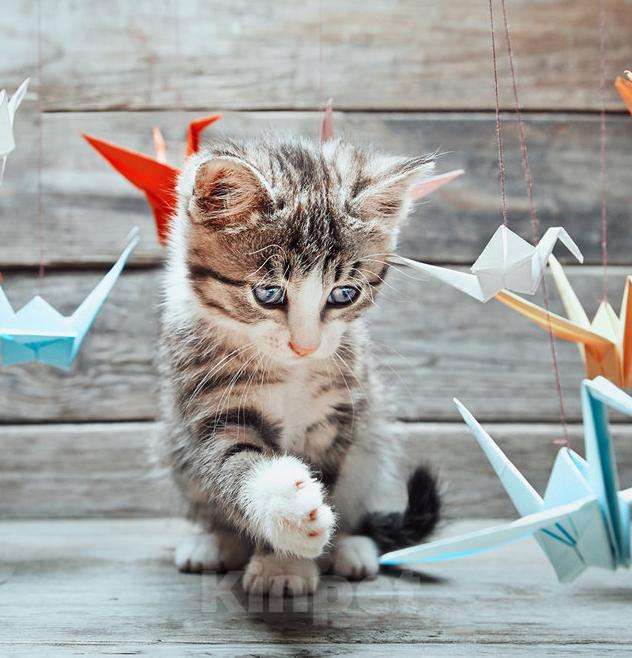 Кошки в Кстово: Котята большой выбор отдам, Бесплатно - фото 1