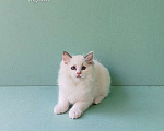 Кошки в Пензе: Котёнок девочка породы Рэгдолл - Bella Девочка, 65 000 руб. - фото 7