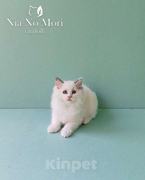 Кошки в Пензе: Котёнок девочка породы Рэгдолл - Bella Девочка, 65 000 руб. - фото 7