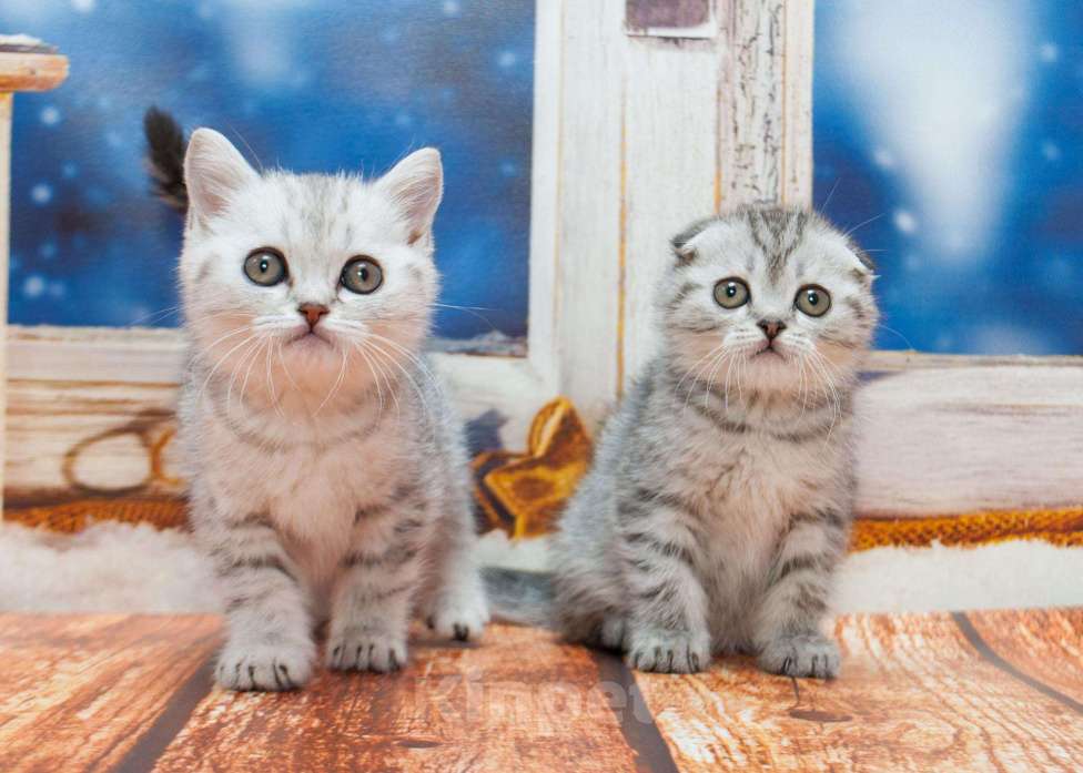 Кошки в Красноярске: Шотландские малютки, 10 000 руб. - фото 1
