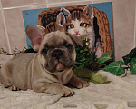 Собаки в Москве: Милый малыш французский бульдог. Мальчик, 70 000 руб. - фото 1
