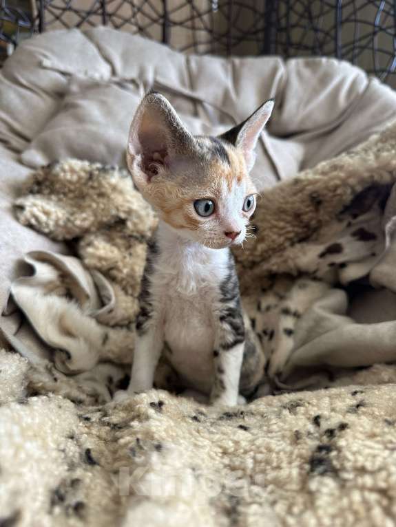 Кошки в Мурином: Domi Sol Девочка, 65 000 руб. - фото 5