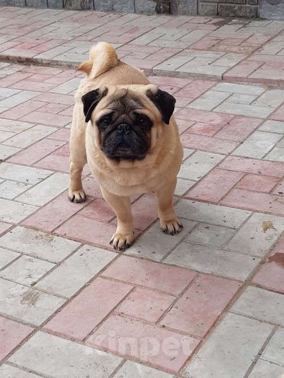 Собаки в Новосибирске: Мопса опытные парни с документами РКФ Мальчик, 40 руб. - фото 6